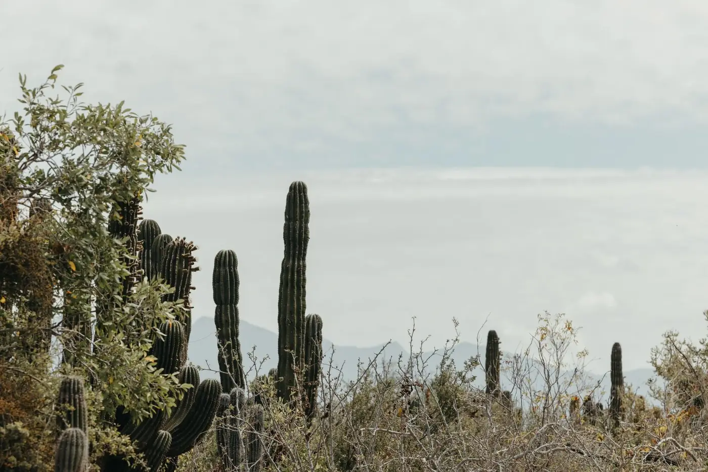 Baja California