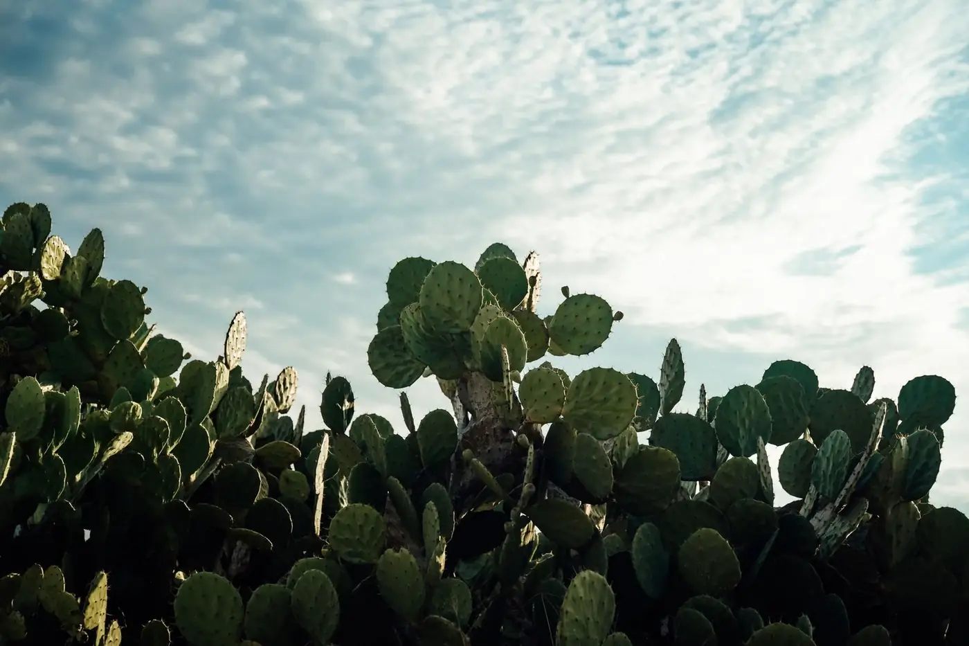 Oaxaca y el Istmo de Tehuantepec